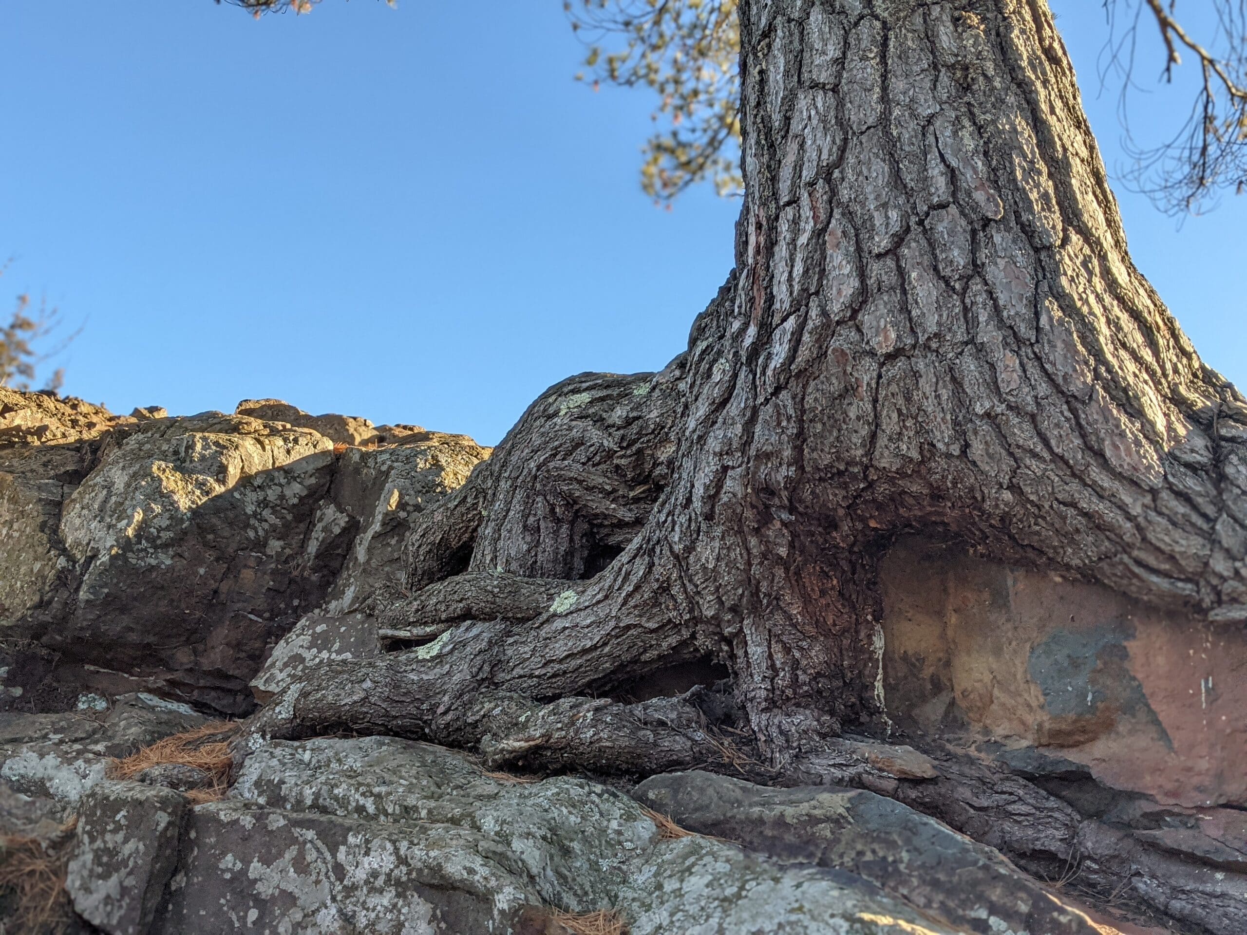 base of tree growing on rock ledge with roots gripping rocks